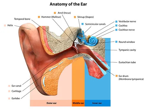 Illustration of the anatomy of the human ear